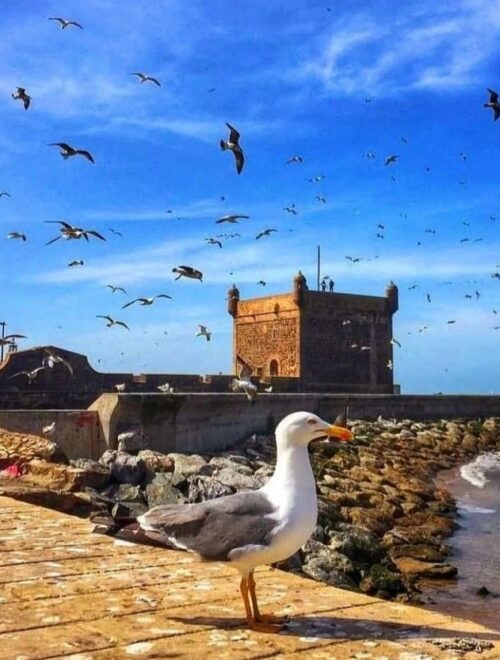 Day Trip to Essaouira from Marrakech