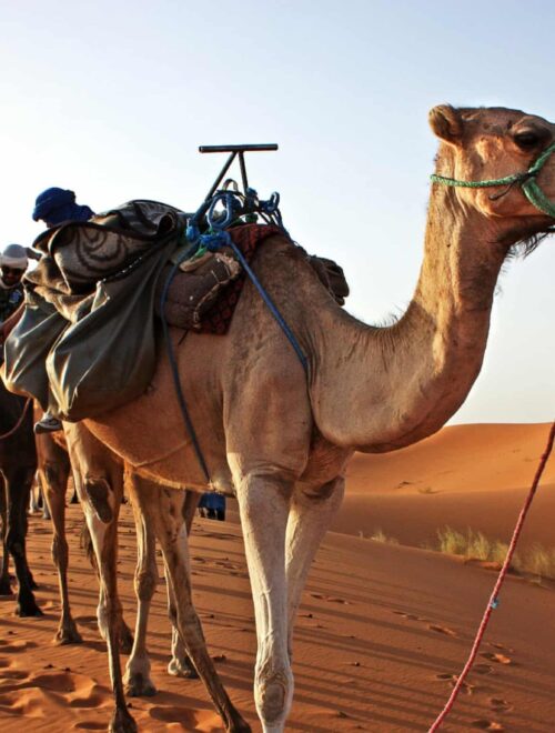 12 Days Private Tour of the Imperial Cities of Morocco from Casablanca