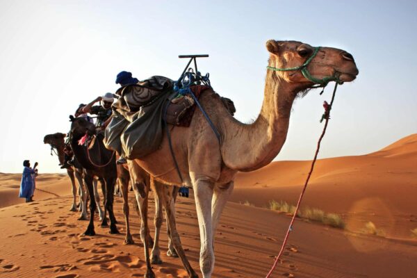 12 Days Private Tour of the Imperial Cities of Morocco from Casablanca