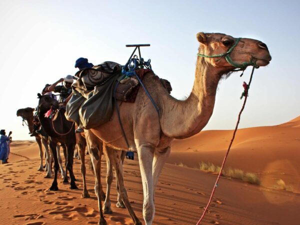 12 Days Private Tour of the Imperial Cities of Morocco from Casablanca